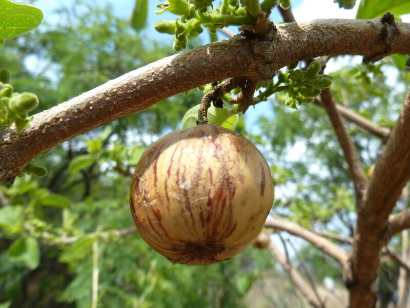 File:Vangueria infausta, vrug, Schanskop.jpg