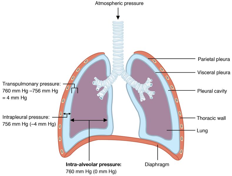 File:2315 Intrapulmonary and Intrapleural Pressure.jpg