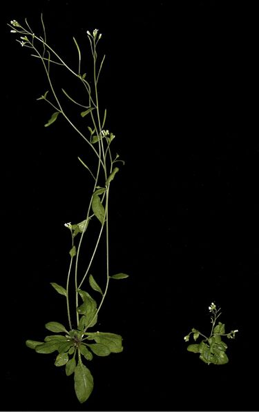 File:Auxin.jpg