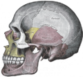 Fibrous_joint
