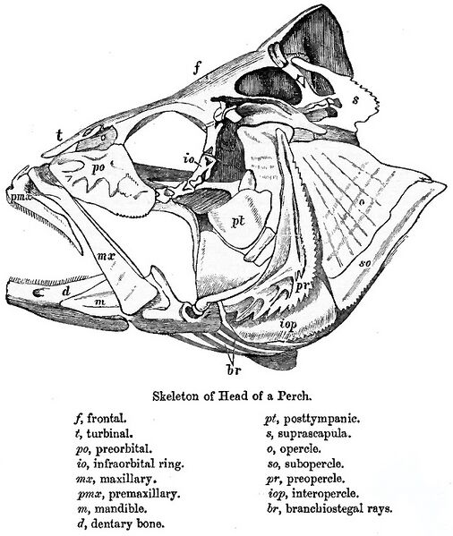 File:FishKeyDay.jpg