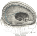 Thumbnail for version as of 17:28, 18 May 2026