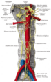 Sympathetic trunk and plexuses