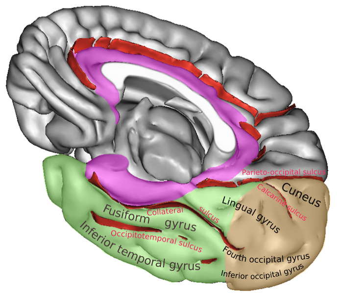 File:OccCaptsMedial.png