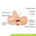 Right Osseous Labyrinth