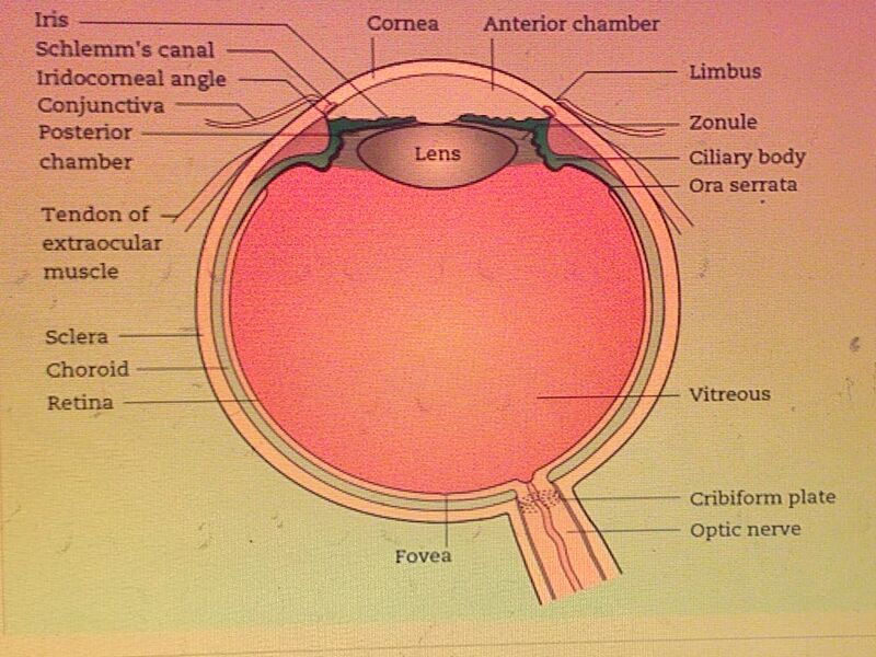 File:Anatomy of eye.jpg