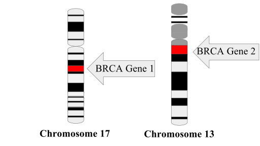 File:BRCA Genes.svg