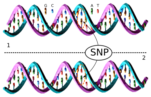 File:Dna-SNP.svg