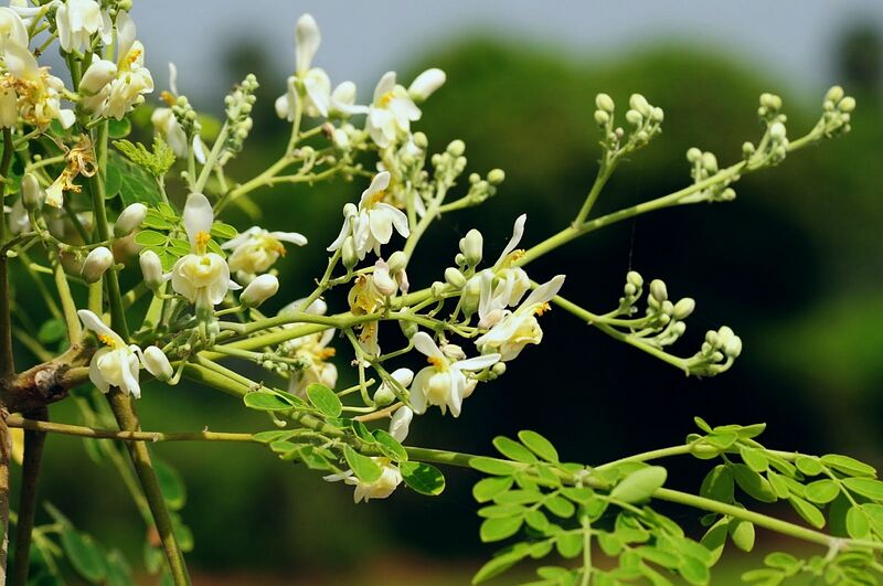 File:DrumstickFlower.jpg