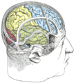 Base of the brain