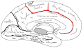 Paracentral lobule