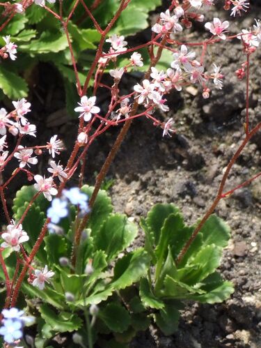 File:Saxifraga umbrosa a3.jpg