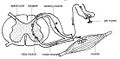 A reflex arc