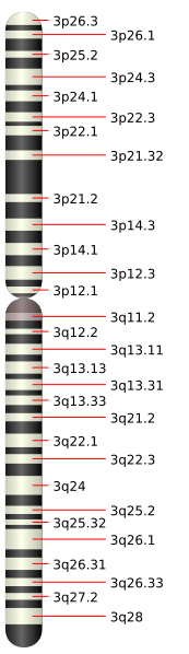 File:Chromosome 3.svg