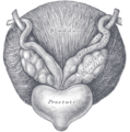 The vas deferens and surrounding structures.