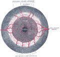 Ciliary arteries