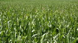 Maize field