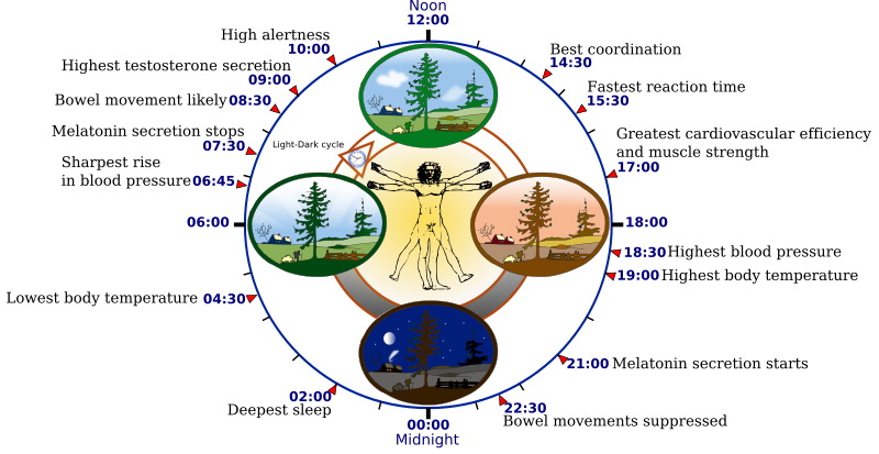 File:Biological clock human.svg