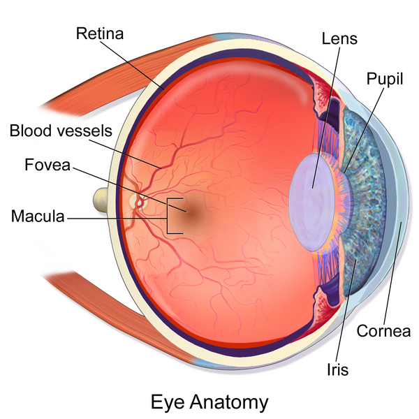 File:Blausen 0389 EyeAnatomy 02.png