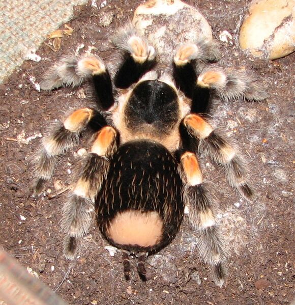 File:Brachypelma smithi, urticating hairs.JPG