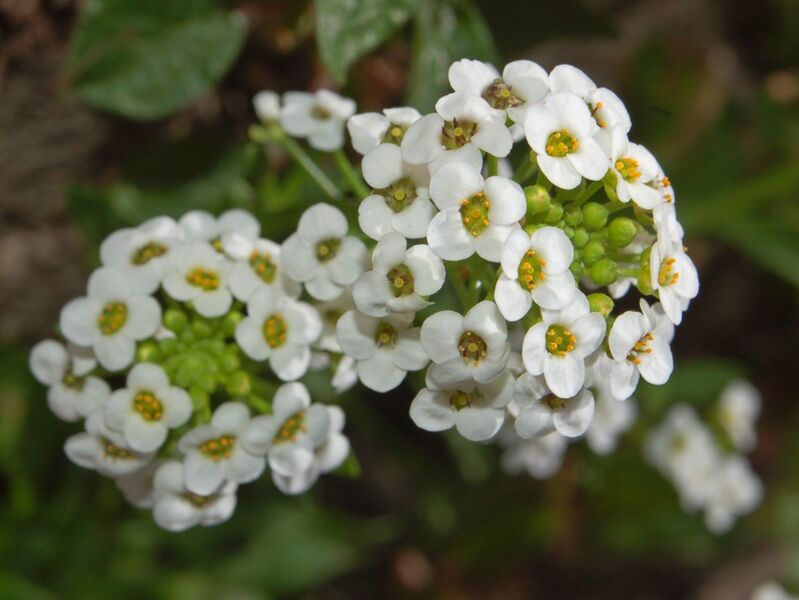 File:Brassicaceae - Lobularia maritima-4.JPG