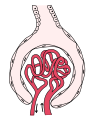 Gray's anatomy illustration of renal corpuscle