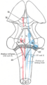 Facial motor nucleus diagram