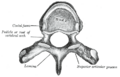 Illustration from Gray's Anatomy