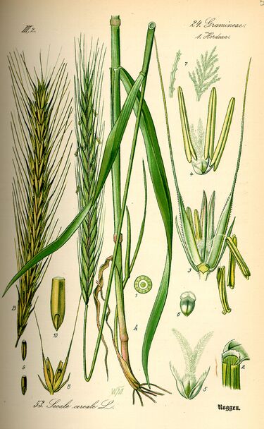 File:Illustration Secale cereale0.jpg