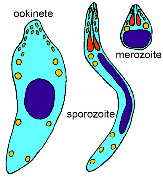 File:Ookinete, sporozoite, merozoite.png