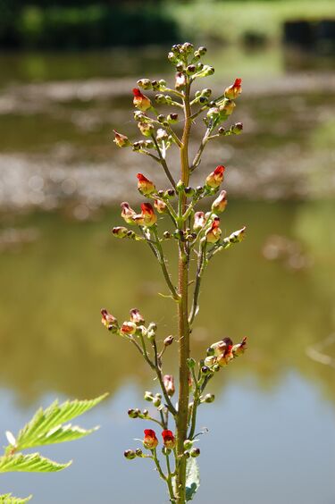 File:Scrophularia nodosa Luc Viatour.JPG