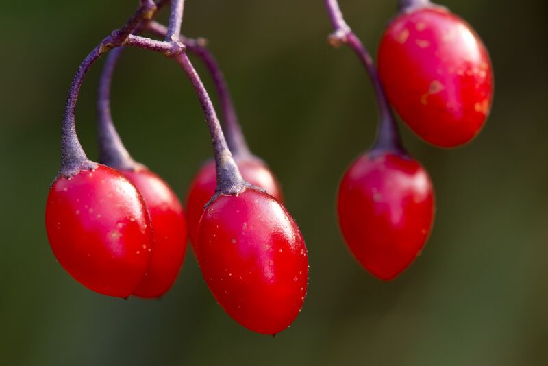 File:SolanumDulcamaraFruits.jpg