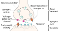 Diagram of a synapse.