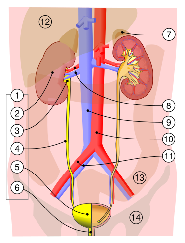 File:Urinary system.svg