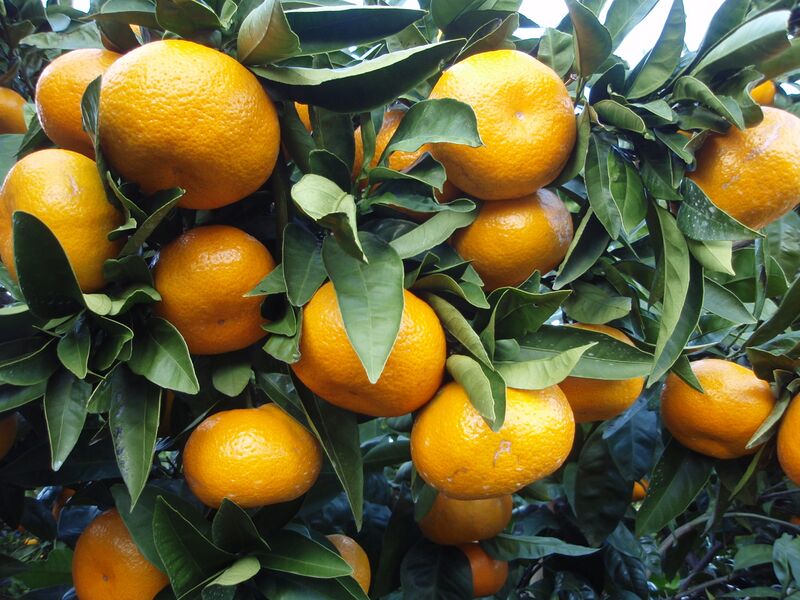 File:Citrus unshiu 20101127 c.jpg