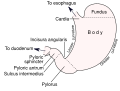 Thumbnail for version as of 00:59, 19 May 2026
