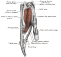 Dorsal Interossei of the Hand
