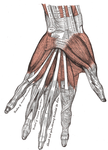 File:Gray427.png