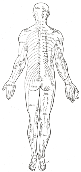File:Gray798.png