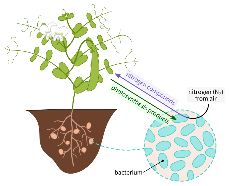 File:Nitrogen fixation Fabaceae en.svg