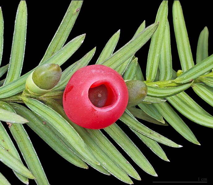 File:Taxus baccata MHNT.jpg