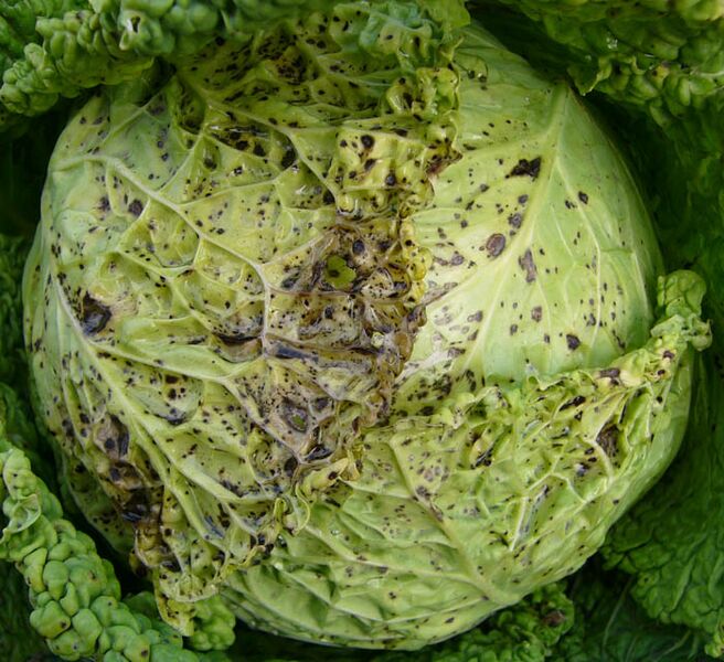File:Turnip yellow mosaic virus 2.jpg