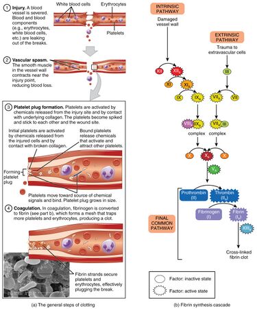 File:1909 Blood Clotting.jpg