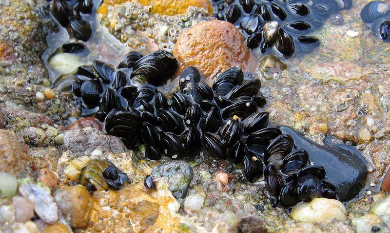 File:Blue mussel Mytilus edulis.jpg