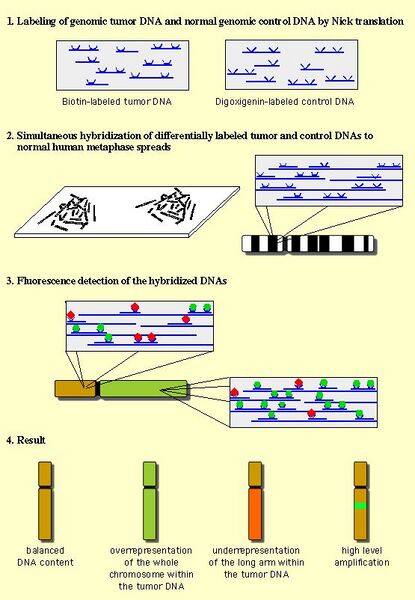 File:CGH schema.jpg