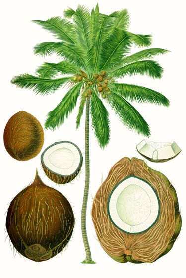File:Cocos nucifera - Köhler–s Medizinal-Pflanzen-187.jpg