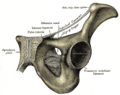 Gray's Anatomy Plate 435
