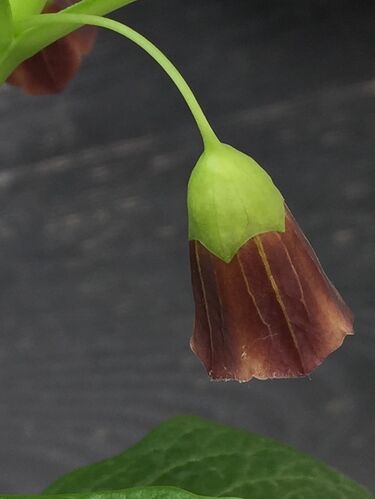 File:IMG 5034 Scopolia carniolica Jacq.jpg