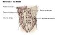 Illustration of trunk muscles