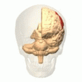 Animation of the parietal lobe
